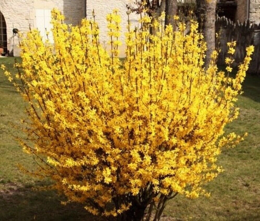 FORSYTHIA 'MAGICAL GOLD - KOLGOLD' - STARTER PLANT - APPROX 4-6 INCH - DORMANT