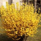 FORSYTHIA 'MAGICAL GOLD - KOLGOLD' - STARTER PLANT - APPROX 4-6 INCH - DORMANT