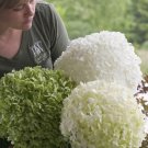 HYDRANGEA 'ABETWO - INCREDIBALL' - STARTER PLANT - APPROX 8-12 INCH - DORMANT