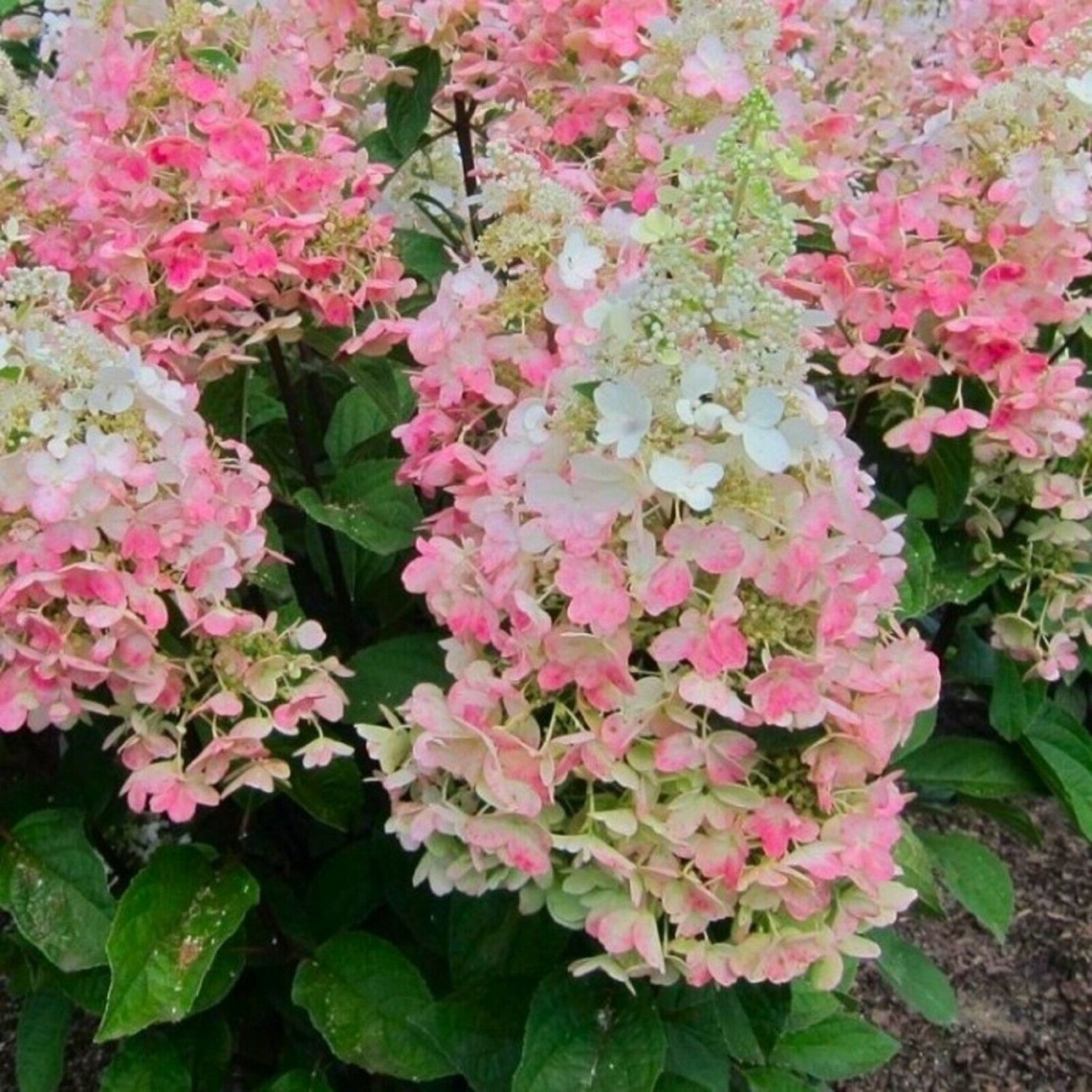 HYDRANGEA PANICULATA 'CANDLELIGHT' - STARTER PLANT - APPROX 5-6 INCH - DORMANT