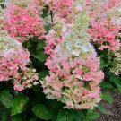 HYDRANGEA PANICULATA 'CANDLELIGHT' - STARTER PLANT - APPROX 5-6 INCH - DORMANT