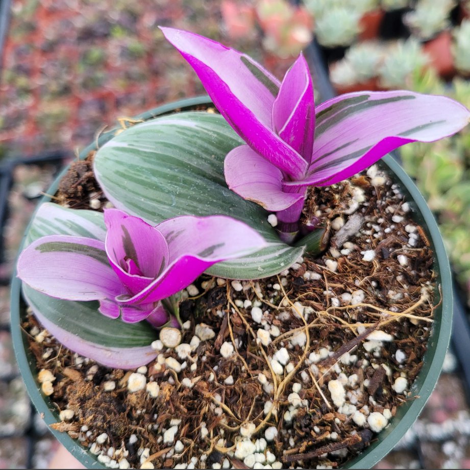 Tradescantia 'Nanouk' Pink Wandering Dude Houseplant 4 Inch