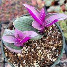 Tradescantia 'Nanouk' Pink Wandering Dude Houseplant 4 Inch