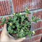 Delosperma echinatum - Pickle Plant Succulent Plant 4 Inch