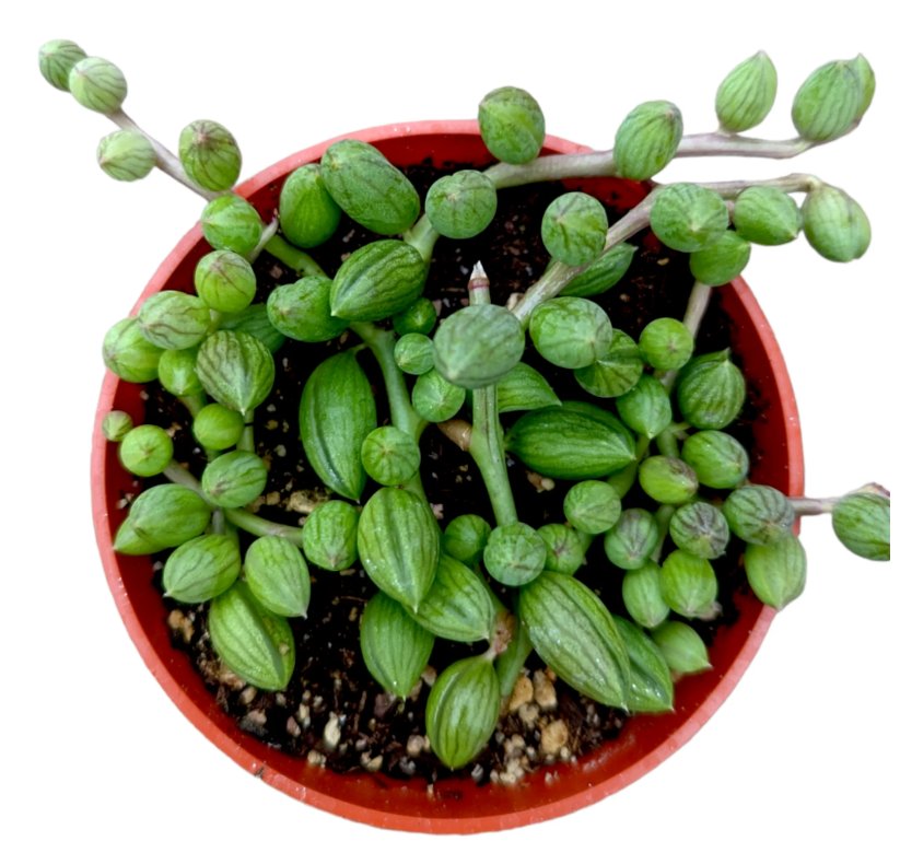 String of Watermelons Senecio herreanus Succulent Plant - 4 Inch Plant