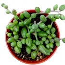 String of Watermelons Senecio herreanus Succulent Plant - 4 Inch Plant
