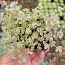 Sedum 'Little Missy' Succulent Plant