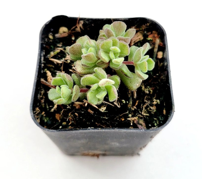 Sedum versadense Succulent Plant - 2 Inch