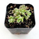 Sedum versadense Succulent Plant - 2 Inch