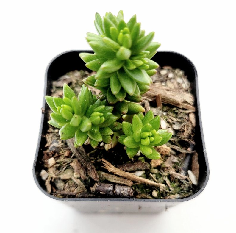 Sedum 'Spiral Staircase' Succulent Plant - 2 Inch