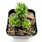 Sedum 'Spiral Staircase' Succulent Plant - 2 Inch