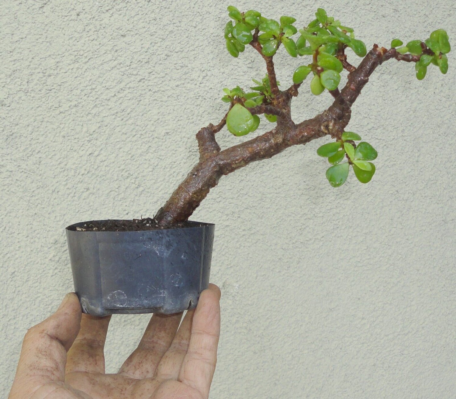 Jade Pre Bonsai Dwarf Shohin Big Fat Trunk Portulacaria Afra Flowers