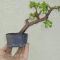 Jade Pre Bonsai Dwarf Shohin Big Fat Trunk Portulacaria Afra Flowers