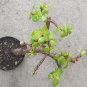 Jade Pre Bonsai Dwarf Shohin Big Fat Trunk Portulacaria Afra Flowers