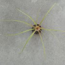 Ponytail Palm Beaucarnea Recurvata Pre Bonsai Dwarf Mame Fat Trunk Nice Nebari