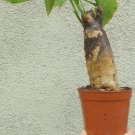 Pachira Money Tree Pre Bonsai Dwarf Shohin Mame Big Fat Stump Trunk