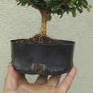 Japanese Boxwood Pre Bonsai Mame Dwarf Nice Trunk & Nebari Buxus Flowers