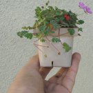 2-Pack Erodium Pre Bonsai Dwarf Mame Pink Flowers