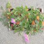 2-Pack Erodium Pre Bonsai Dwarf Mame Pink Flowers