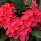 1 "Cherry Soda" Crown Of Thorns Plant Euphorbia Milii Starter Well Rooted Plants