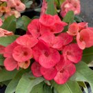 1 "Duang Som Wang" Crown Of Thorns Plant Euphorbia Milii Plants Rooted US Seller