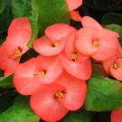 1 "Paul Pre Mai" Crown Of Thorns Plant Euphorbia Milii Plants Rooted US Seller