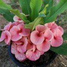 1 "Lucky Pink " Crown Of Thorns Plant Euphorbia Milii Starter Plants Well Rooted