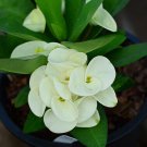 1 "Siam Aurora" Crown Of Thorns Plant Euphorbia Milii Starter Plants Well Rooted