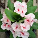 1 Orchidia Crown Of Thorns Plant Euphorbia Milii Starter Plants Well Rooted