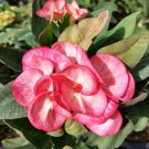 1 "Rosa Wonder" Crown Of Thorns Plant Euphorbia Milii Plants Rooted US Seller