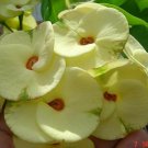1 "Shogun" Crown Of Thorns Plant Euphorbia Milii Plants Well Rooted US Seller