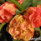 1 "Sri Sangthong " Crown Of Thorns Plant Euphorbia Milii Starter Well Rooted