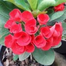 1 "Cleo Rosa" Crown Of Thorns Plant Euphorbia Milii Plants Rooted US Seller