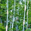 10 TROPICAL BLUE BAMBOO SEEDS - Bambusa chugii