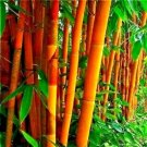 10 GOLDEN GROOVE BAMBOO SEEDS - Phyllostachys aureosulcata f. aureocaulis