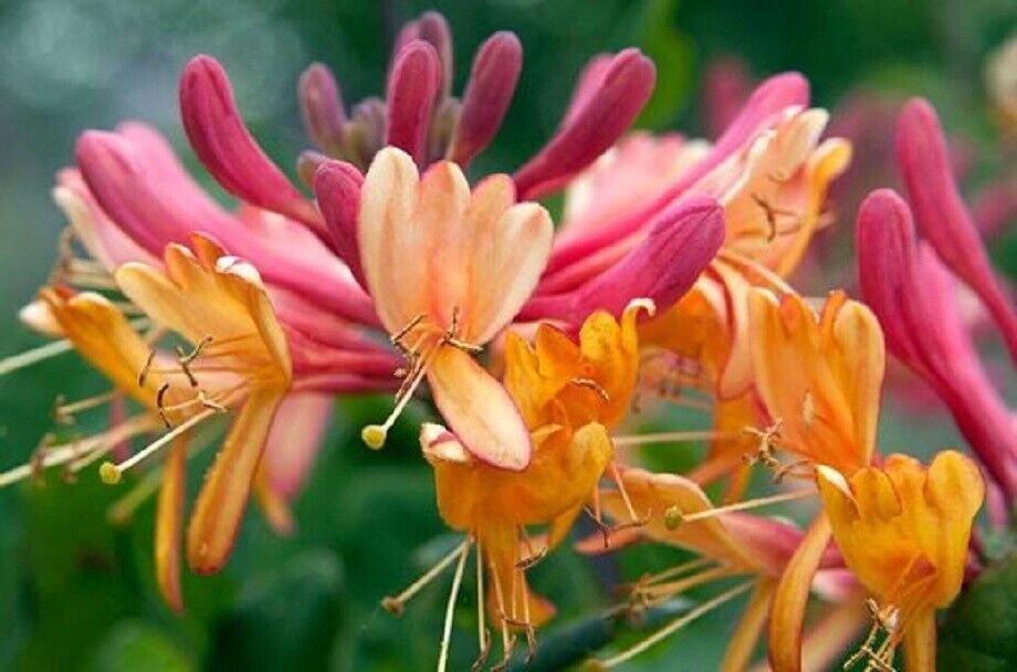 LONICERA 'GOLDFLAME'- HONEYSUCKLE VINE- FRAGRANT-PLANT- APPROX 7-10 INCH-DORMANT
