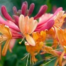 LONICERA 'GOLDFLAME'- HONEYSUCKLE VINE- FRAGRANT-PLANT- APPROX 7-10 INCH-DORMANT