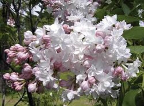 SYRINGA 'KRASAVITSA MOSKVY'-LILAC-FRAGRANT- PLANT - APPROX 6-8 INCH - DORMANT
