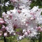 SYRINGA 'KRASAVITSA MOSKVY'-LILAC-FRAGRANT- PLANT - APPROX 6-8 INCH - DORMANT