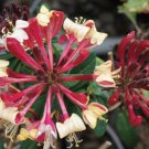 LONICERA 'PEACHES AND CREAM'-HONEYSUCKLE VINE- PLANT-6-10 INCH-CUT BACK -DORMANT