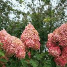 HYDRANGEA PANICULATA 'MEGA PEARL' - STARTER PLANT - APPROX 8-12 INCH - DORMANT