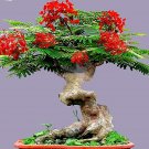 Flamboyant Flame Tree Seeds to Grow | 20 Seeds | Delonix regia, Prized Bonsai