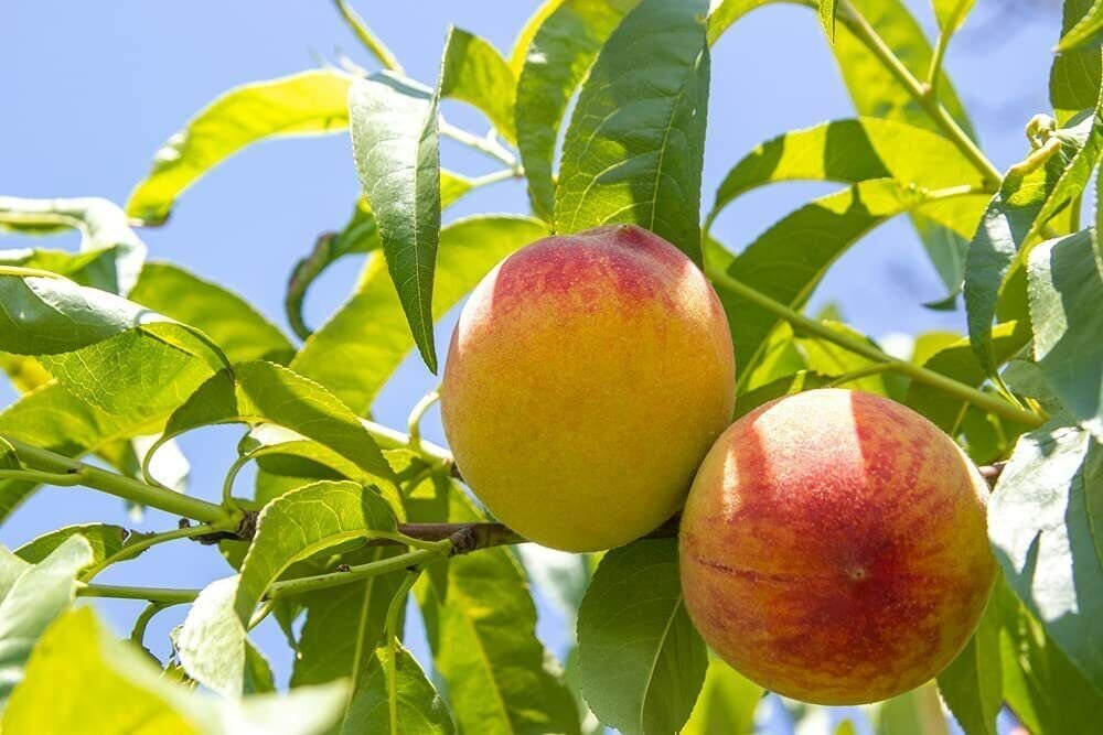 2 Peach Tree Seeds to Grow Fruit Bearing Bonsai
