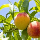 2 Peach Tree Seeds to Grow Fruit Bearing Bonsai