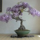 50 Bonsai Tree Seeds for Planting Royal Empress Tree