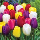 Mixed Color Tulips for Planting - Easy to Grow