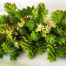 Sedum 'Spiral Staircase' Succulent Plant - 6 Inch