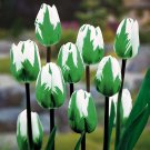 5 Bulbs Spring Green Rembrandt Tulip Bulbs to Grow Ships from Iowa USA