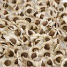 30 Seeds of The Tree of Life The Moringa Tree Easy to Grow Fast Growing Tree