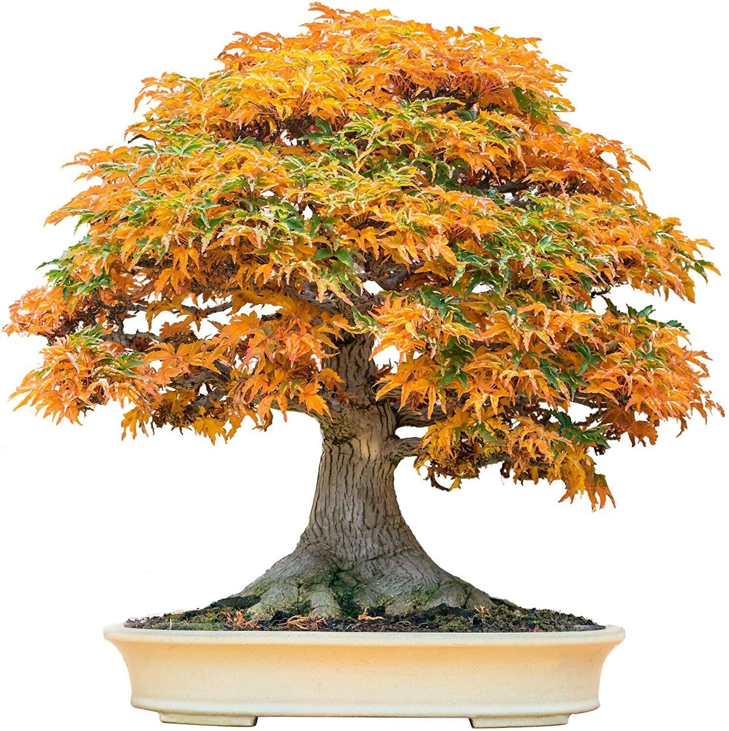 20 Trident Maple Bonsai Tree Seeds to Grow Acer buergerianum